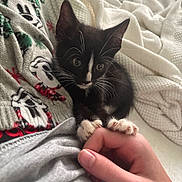 Chip joined the competition — help win amazing prizes! kitten, cat, black_and_white, paw, hand, blanket, cozy, cute, pet, animal, fur, whiskers, indoor, soft, resting, young, small, claws, curious, touch