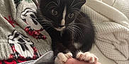 Chip joined the competition — help win amazing prizes! animal, black_and_white, blanket, cat, claws, cozy, curious, cute, fur, hand, indoor, kitten, paw, pet, resting, small, soft, touch, whiskers, young