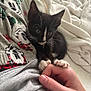 kitten, cat, black_and_white, paw, hand, blanket, cozy, cute, pet, animal, fur, whiskers, indoor, soft, resting, young, small, claws, curious, touch