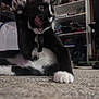 Chip is registered to the contest to win money with this photo: cat, tuxedo_cat, indoor, carpet, paw, tongue, stretching, black_and_white, pet, feline, animal, collar, home, floor, shelf, furniture, playful, close_up, whiskers, mammal