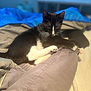 Chip joined the competition — help win amazing prizes! animal, black_and_white, blanket, cat, clothing, comfort, cozy, cute, feline, home, indoor, leg, paw, pet, relaxation, resting, sleepy, soft_texture, warm_light, whiskers