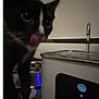 Chip joined the competition — help win amazing prizes! cat, black_and_white, tongue_out, indoor, pet, water_fountain, food_bowl, close_up, floor, tile_floor, whiskers, ears, eyes, paw, household, lighting, technology, blue_light, reflection, curious
