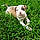 Ares
