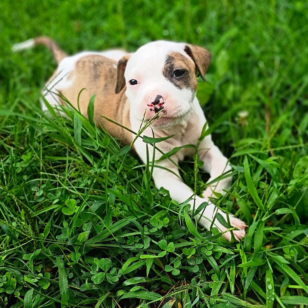 Ares