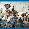Ares joined the competition — help win amazing prizes! puppies, dog, denim_jacket, plants, greenery, metal_bucket, cute, pets, collars, outdoor, nature, portrait, animal, fur, young, companions, resting, eyes, snout, background
