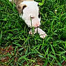 animal, brindle, closeup, curious, daytime, dog, ears, grass, greenery, ground, lying_down, nature, nose, outdoor, pet, playful, puppy, sniffing, white, young