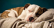 Ares is registered to the contest to win money with this photo: animal, bed, bedroom, blanket, brown_fur, bulldog, close_up, closed_eyes, cozy, dog, indoors, pet, pillow, pink_nose, portrait, relaxed, resting, sleeping, spotted, white_fur