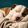 animal, bed, bedroom, blanket, brown_fur, bulldog, close_up, closed_eyes, cozy, dog, indoors, pet, pillow, pink_nose, portrait, relaxed, resting, sleeping, spotted, white_fur