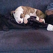 Ares joined the competition — help win amazing prizes! puppy, dog, sleeping, couch, blanket, indoor, pet, cozy, resting, brown, white, fur, cute, animal, home, relaxing, small, comfort, domestic, nap