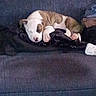 puppy, dog, sleeping, couch, blanket, indoor, pet, cozy, resting, brown, white, fur, cute, animal, home, relaxing, small, comfort, domestic, nap