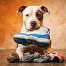Ares joined the competition — help win amazing prizes! animal, ball, brown_patch, dog, front_view, funny, indoor, orange_background, pet, plush_toy, portrait, puppy, shoe, sitting, sneaker, sock, studio, toy, white_fur, wooden_floor