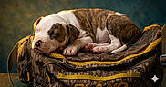 Ares is registered to the contest to win money with this photo: puppy, dog, sleeping, bag, brown, white, fur, pet, resting, cute, young, domestic_animal, animal, cozy, indoor, still_life, soft_light, closeup, portrait, relaxation