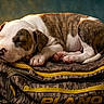 puppy, dog, sleeping, bag, brown, white, fur, pet, resting, cute, young, domestic_animal, animal, cozy, indoor, still_life, soft_light, closeup, portrait, relaxation