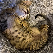 Simba a rejoint le concours — aidez-le/la à gagner de superbes lots ! kitten, cat, sleeping, tabby, fluffy, fur, cute, pet, animal, relaxed, cozy, blanket, soft, paw, whiskers, domestic_cat, young, mammal, resting, indoor