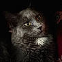Gabby a rejoint le concours — aidez-le/la à gagner de superbes lots ! animal, calm, cat, close_up, cute, dark_background, domestic_animal, feline, fluffy_fur, fur_texture, gray_cat, indoor, looking_away, mammal, pet, portrait, relaxed, soft_light, whiskers, yellow_eyes