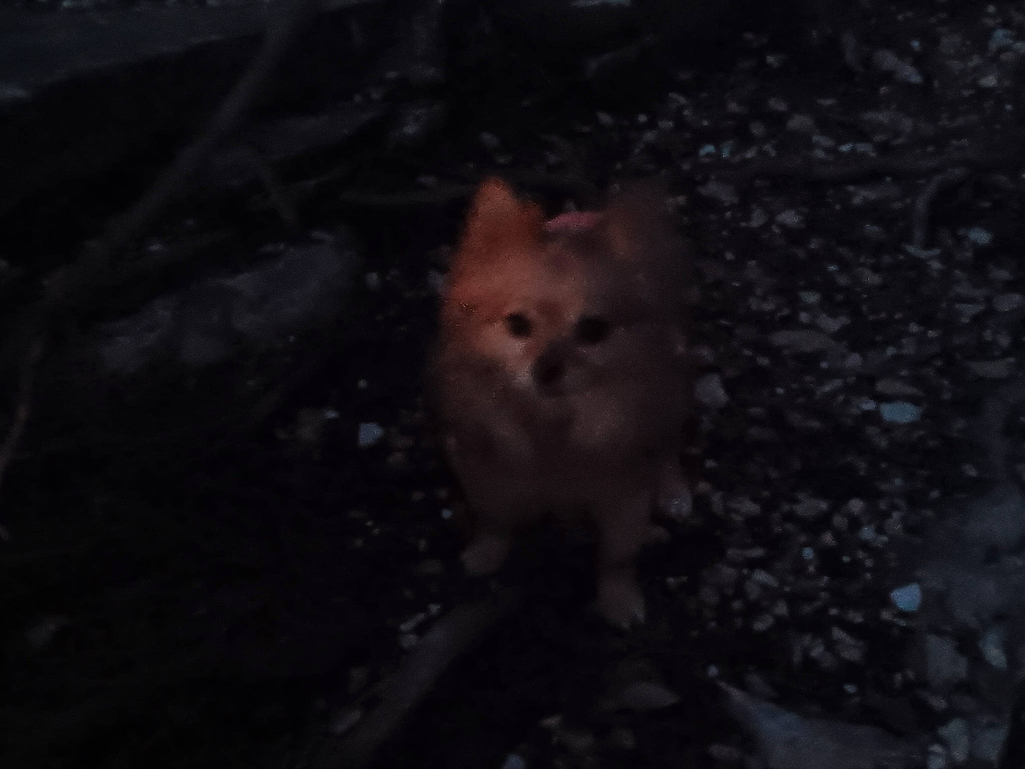 Sissy Wedders joined the competition — help win amazing prizes! canidae, carnivore, darkness, dog_breed, electric_blue, fawn, felidae, fur, midnight, night, rodent, small_to_medium_sized_cats, snout, tail, terrestrial_animal, whiskers, wildlife