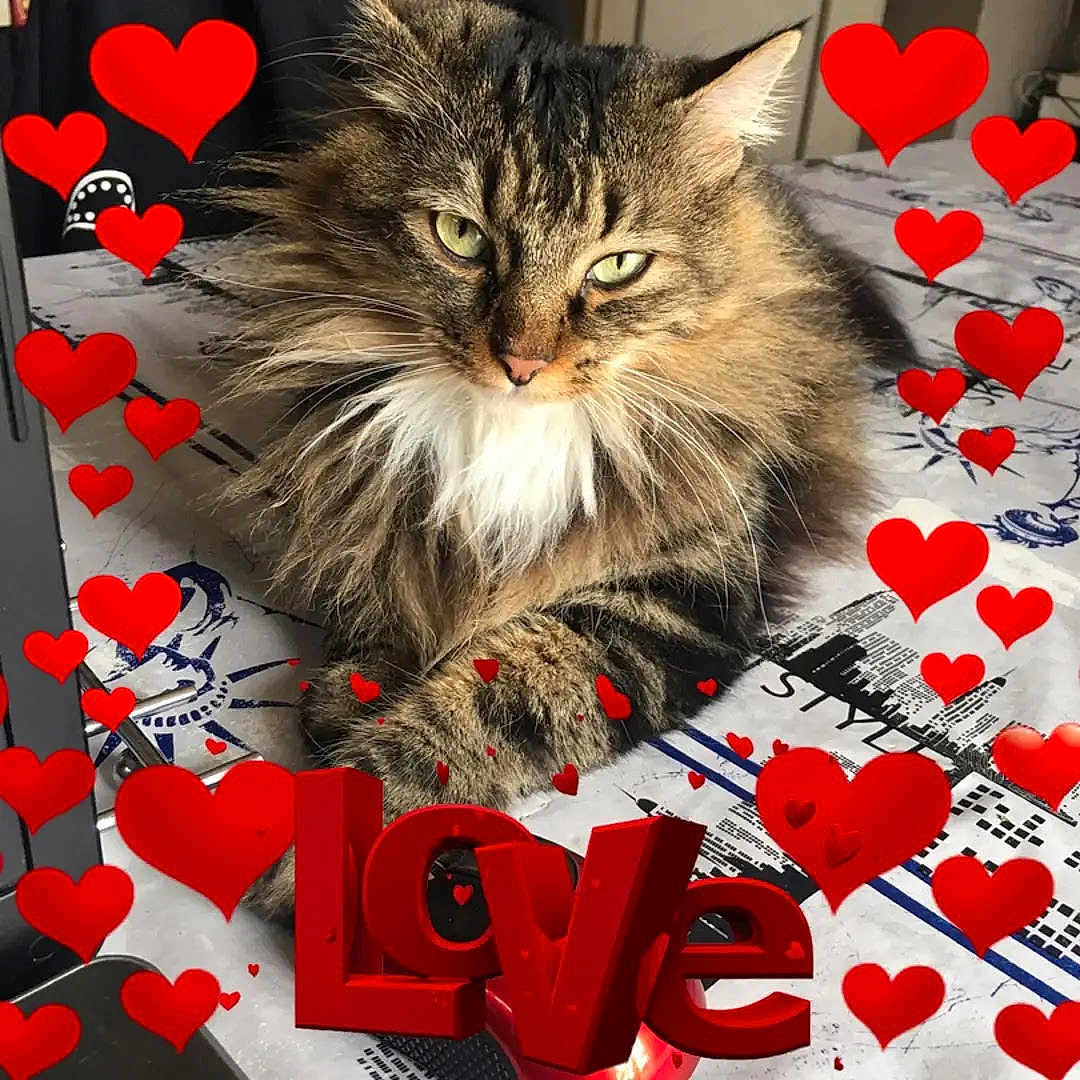 Chanel participe au concours pour gagner de l'argent avec cette photo : animal, cat, computerhardware, electronics, envelope, flower, greetingcard, hardware, heart, kitten, leaf, loveheartsymbol, mail, manx, pet, petal, plant, symbol, tape, text