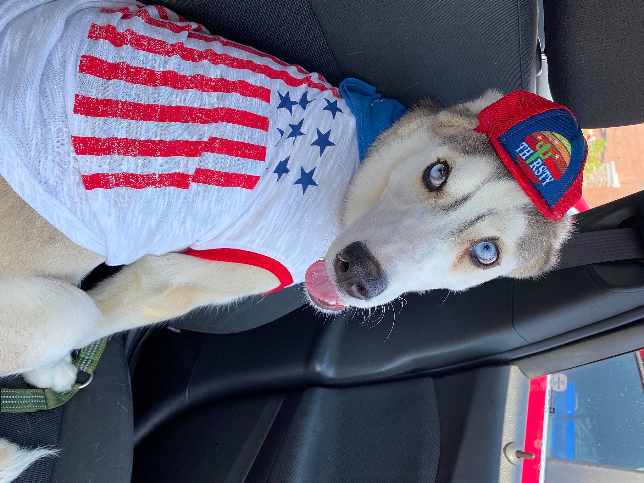 Micco is registered to the contest to win money with this photo: canidae, carnivore, dog, dog_breed, dog_clothes, snout, sporting_group