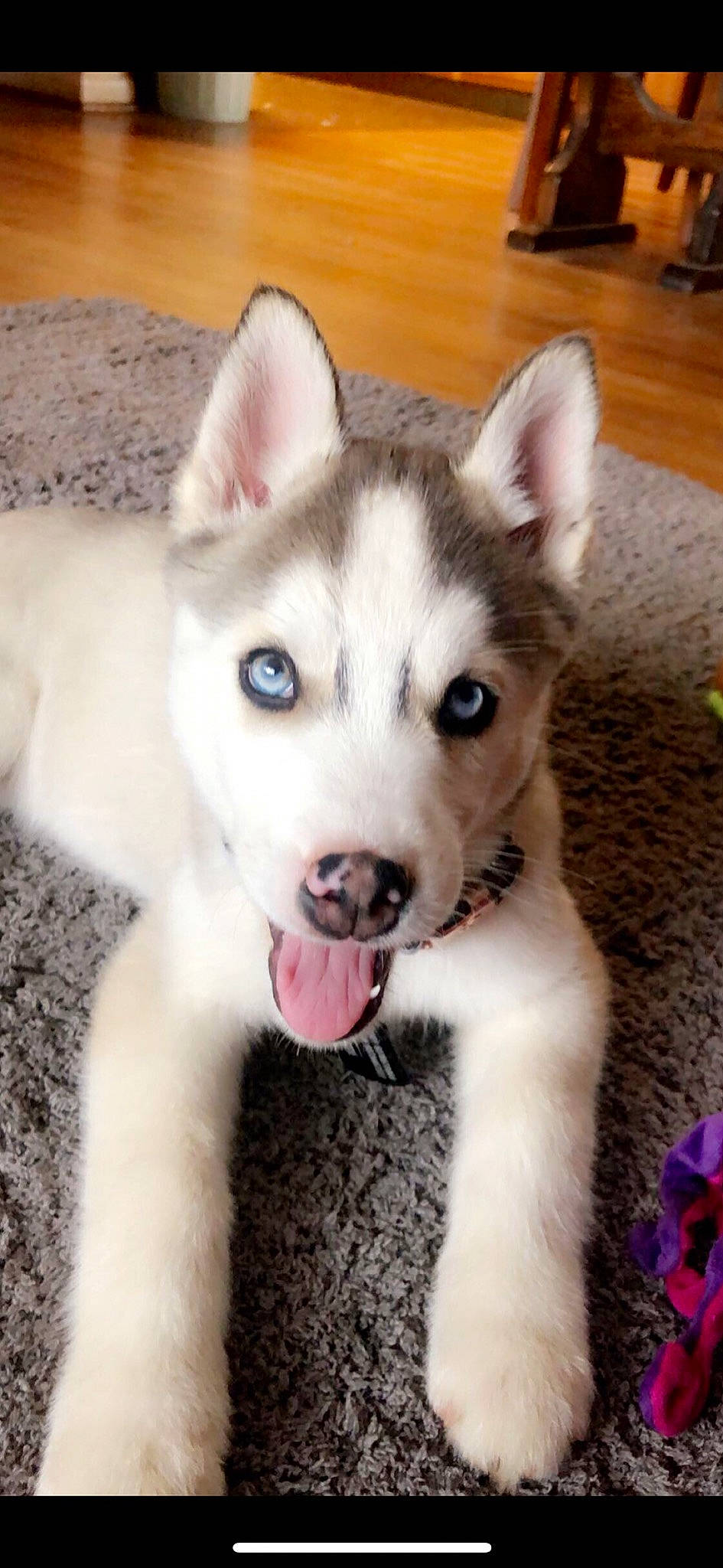 Micco is registered to the contest to win money with this photo: alaskan_klee_kai, alaskan_malamute, canadian_eskimo_dog, canidae, carnivore, dog, dog_breed, eye, labrador_husky, mammal, miniature_siberian_husky, native_american_indian_dog, northern_inuit_dog, puppy, sakhalin_husky, siberian_husky, sled_dog, tamaskan_dog, vertebrate, wolfdog