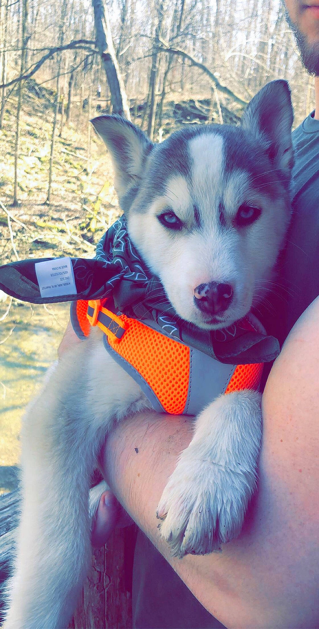 Micco is registered to the contest to win money with this photo: alaskan_klee_kai, alaskan_malamute, canadian_eskimo_dog, canidae, carnivore, dog, dog_breed, mammal, miniature_siberian_husky, native_american_indian_dog, northern_inuit_dog, nose, sakhalin_husky, seppala_siberian_sleddog, siberian_husky, sled_dog, snout, tamaskan_dog, vertebrate, wolfdog