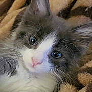 Atticus is registered to the contest to win money with this photo: adorable, animal, blanket, blue_eyes, cat, close_up, cozy, cuddly, ears, face, fluffy, furry, gray_and_white, indoors, kitten, pet, photography, pink_nose, portrait, whiskers