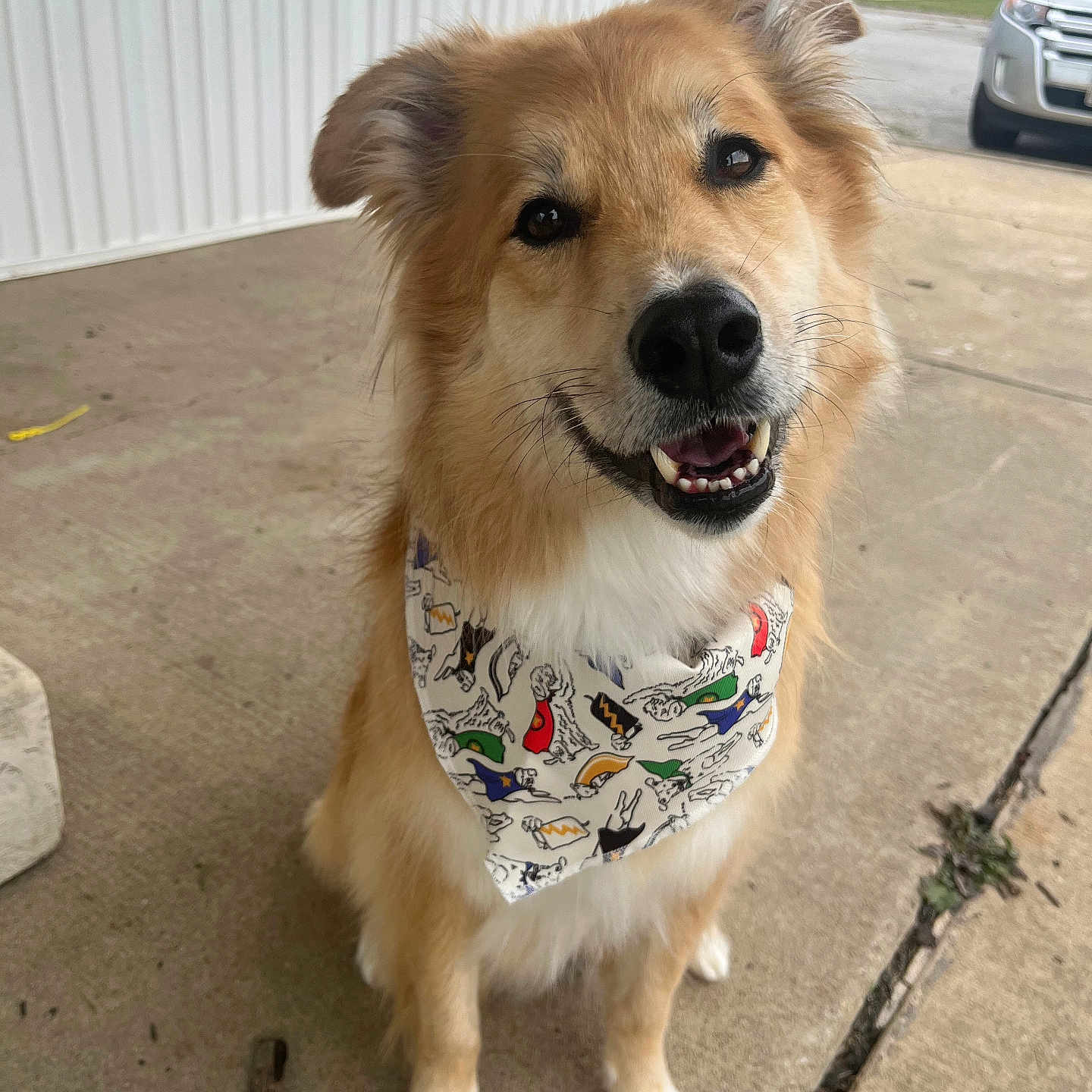 Charlie joined the competition — help win amazing prizes! accessories, alloywheel, animal, bandana, canine, car, carwheel, dog, goldenretriever, headband, machine, path, pet, puppy, sidewalk, spoke, strap, tire, transportation, vehicle