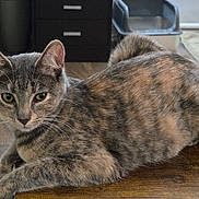 Lola joined the competition — help win amazing prizes! animal, cat, closeup, domestic, ears, feline, floor, fur, home, indoor, litter_box, mat, pet, relaxed, resting, tabby_cat, tail, whiskers, wooden_surface, yellow_eyes