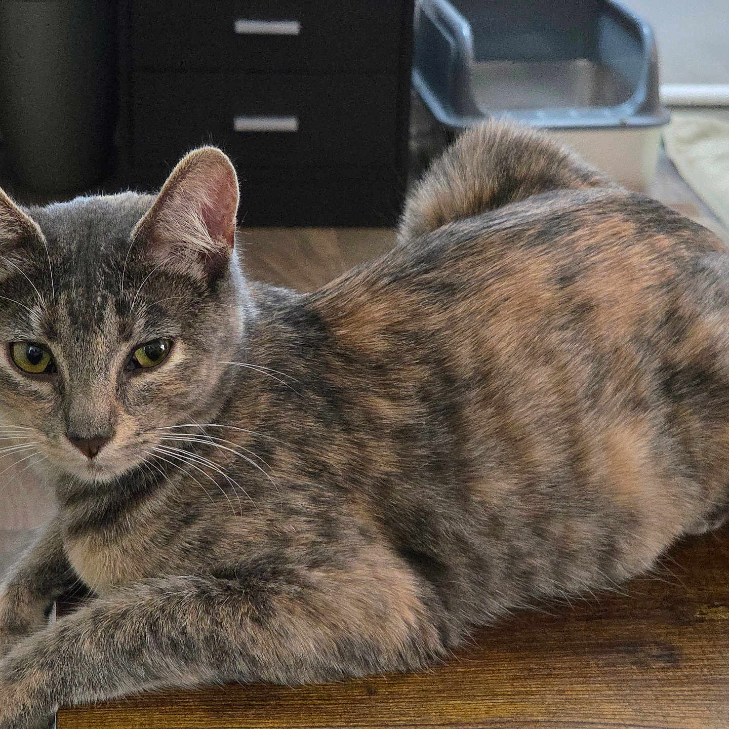 Lola joined the competition — help win amazing prizes! animal, cat, closeup, domestic, ears, feline, floor, fur, home, indoor, litter_box, mat, pet, relaxed, resting, tabby_cat, tail, whiskers, wooden_surface, yellow_eyes