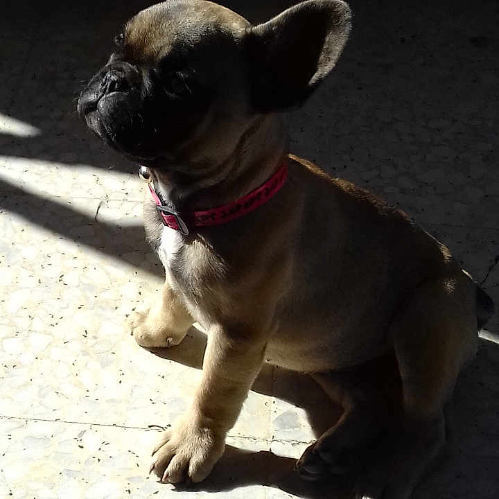 Orea