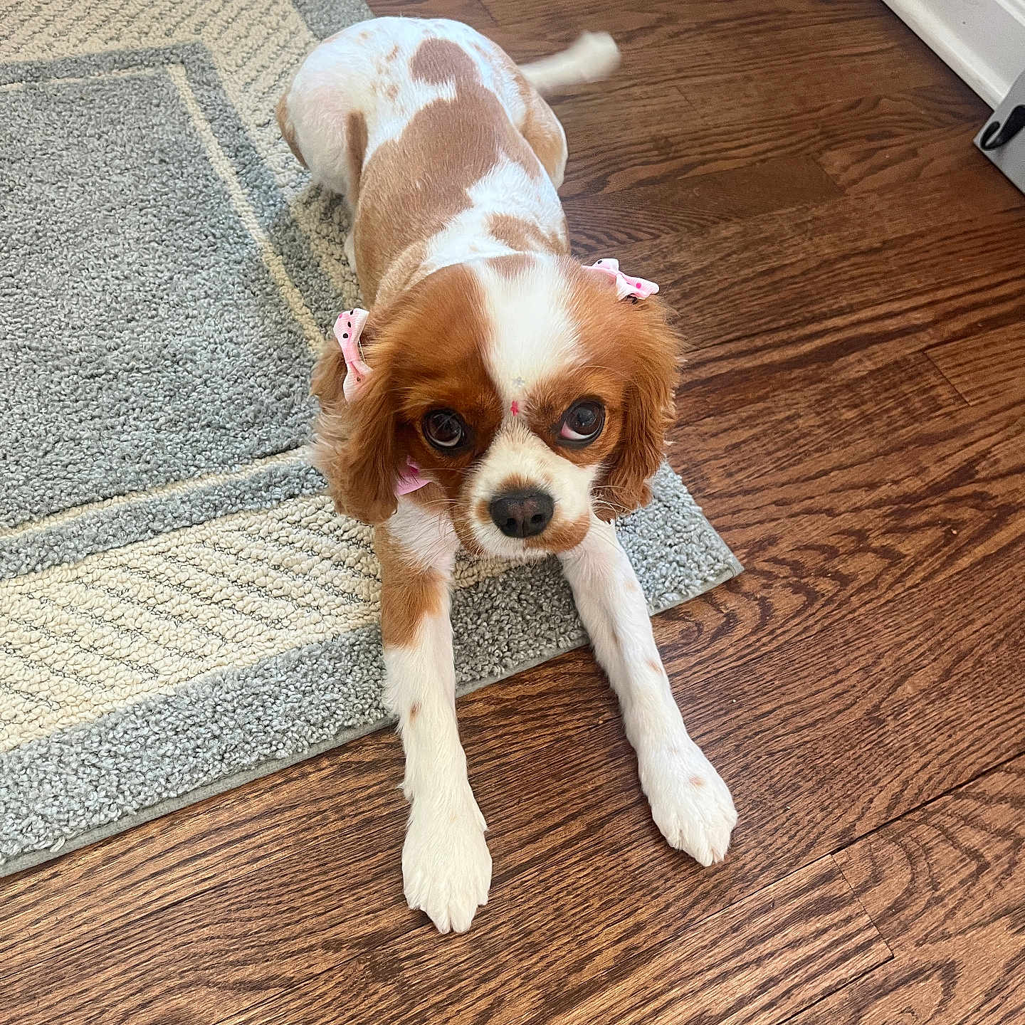 Lucy joined the competition — help win amazing prizes! dog, puppy, cavalier_king_charles_spaniel, pet, ears, bows, floor, wooden_floor, rug, indoor, cute, stretching, tail, looking_up, brown_and_white, small_dog, animal, companion, domestic, fur
