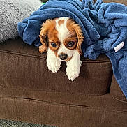 Lucy joined the competition — help win amazing prizes! dog, blanket, couch, brown, blue, fur, pet, indoor, cozy, snug, carpet, relaxed, small_dog, resting, cute, wrapped, fur_pattern, comfort, animal, home