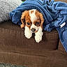 dog, blanket, couch, brown, blue, fur, pet, indoor, cozy, snug, carpet, relaxed, small_dog, resting, cute, wrapped, fur_pattern, comfort, animal, home