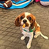Lucy joined the competition — help win amazing prizes! dog, cavalier_king_charles_spaniel, carpet, cheese_puff, snack, toy, football, beach_ball, indoor, pet, brown_and_white, sitting, looking_up, big_eyes, playful, collar, floor, patterned_carpet, cute, animal