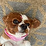Lucy joined the competition — help win amazing prizes! dog, pet, small_dog, brown_and_white, pink_collar, pink_bows, carpet, patterned_rug, cute, lying_down, indoor, fur, whiskers, ears, face, nose, paw, closeup, animal, companion