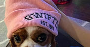 Lucy is registered to the contest to win money with this photo: dog, beanie, pink_color, christmas_tree, holiday_lights, indoor, pet, cute, canine, festive, decorations, toy_car, hand, floor, wood_floor, clothing, warm, colorful, winter, holiday