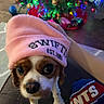 dog, beanie, pink_color, christmas_tree, holiday_lights, indoor, pet, cute, canine, festive, decorations, toy_car, hand, floor, wood_floor, clothing, warm, colorful, winter, holiday