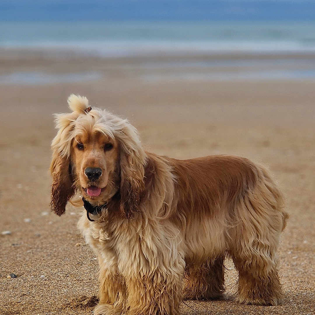 Charly participe au concours pour gagner de l'argent avec cette photo : animal, beach, canine, coast, cockerspaniel, dog, hound, nature, outdoors, papillon, pet, puppy, sand, sea, shoreline, terrier, water