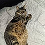 bed, blanket, cat, closeup, content, cozy, cute, domestic_animal, fur, furry_belly, indoor, laying_on_back, nap, paws, pet, portrait, relaxed, sleeping, tabby_cat, whiskers