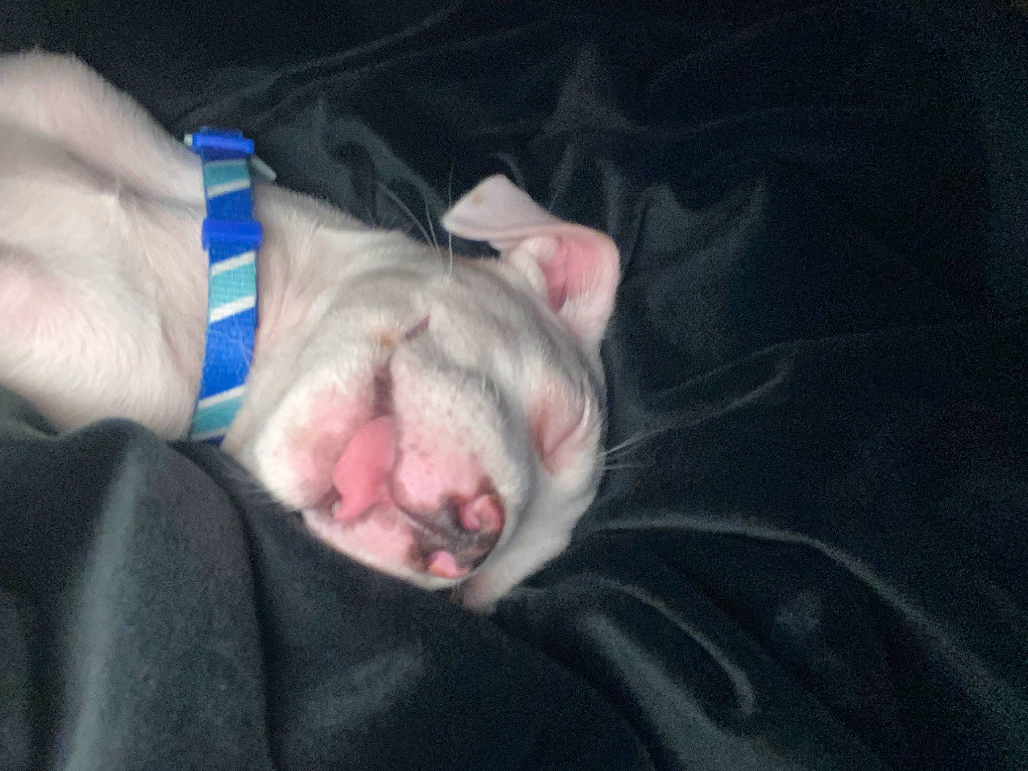 Nyla is registered to the contest to win money with this photo: canidae, carnivore, comfort, companion_dog, dog, dog_breed, ear, fawn, foot, fur, gesture, jaw, nap, non_sporting_group, paw, snout, sporting_group, tail, whiskers, wrinkle