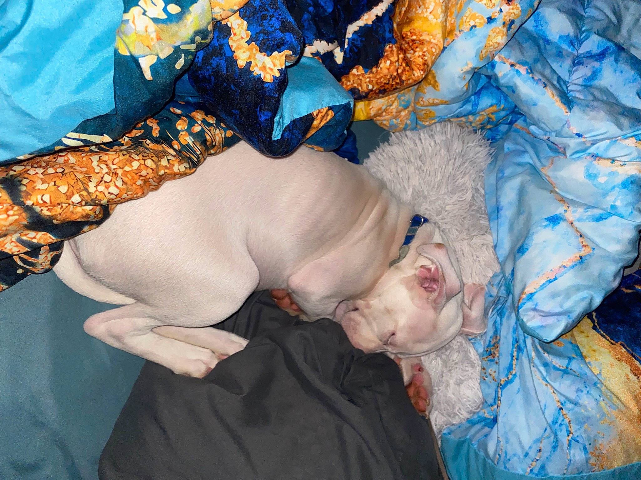 Nyla joined the competition — help win amazing prizes! abdomen, baby, child, event, fun, happy, pattern, plant, smile, textile, toddler, tradition, tree