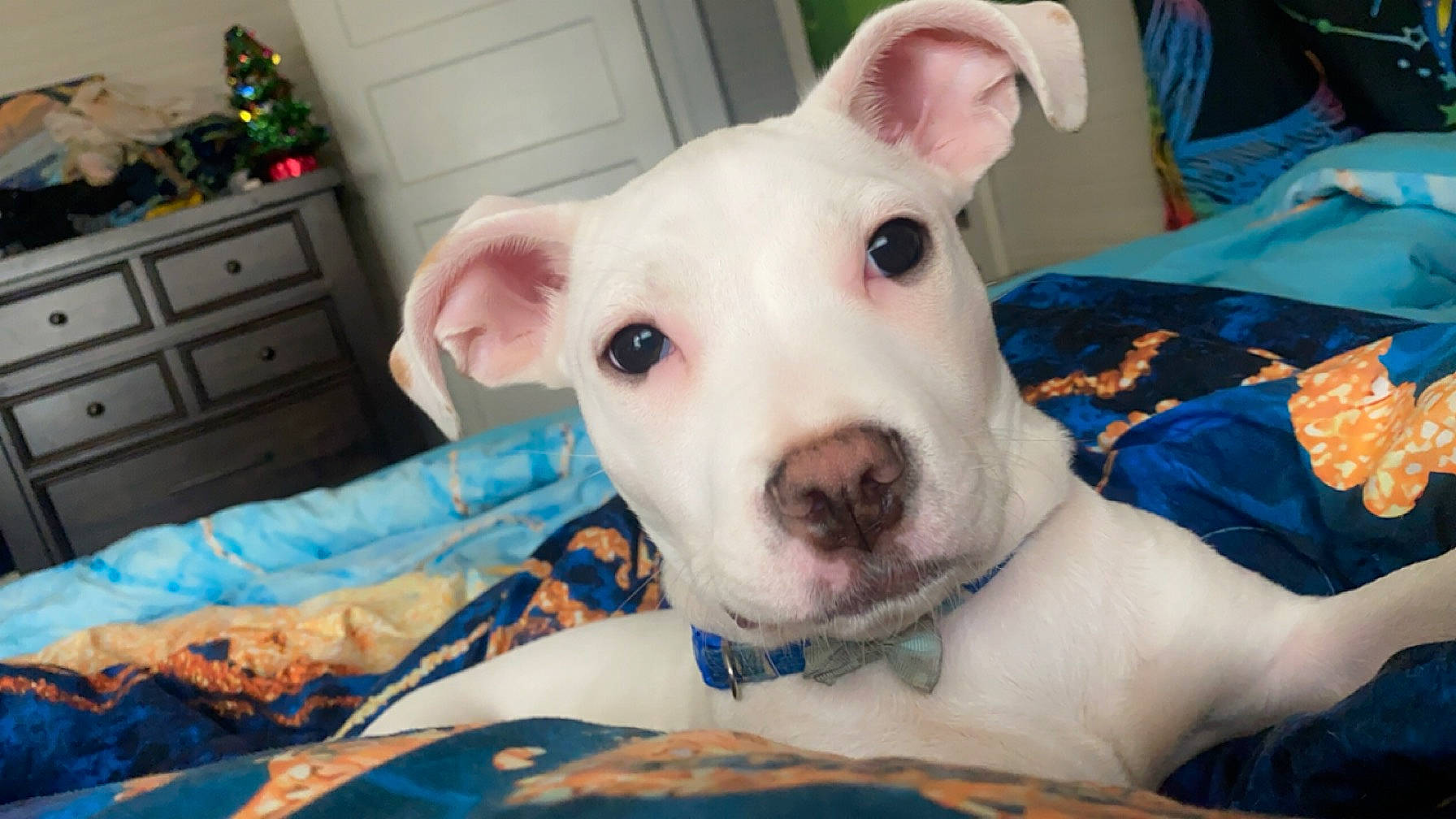 Nyla joined the competition — help win amazing prizes! cabinetry, canidae, carnivore, chest, chest_of_drawers, comfort, companion_dog, dog, dog_breed, dog_supply, dogo_argentino, drawer, dresser, fawn, snout, sporting_group, suidae, terrestrial_animal, whiskers, working_animal