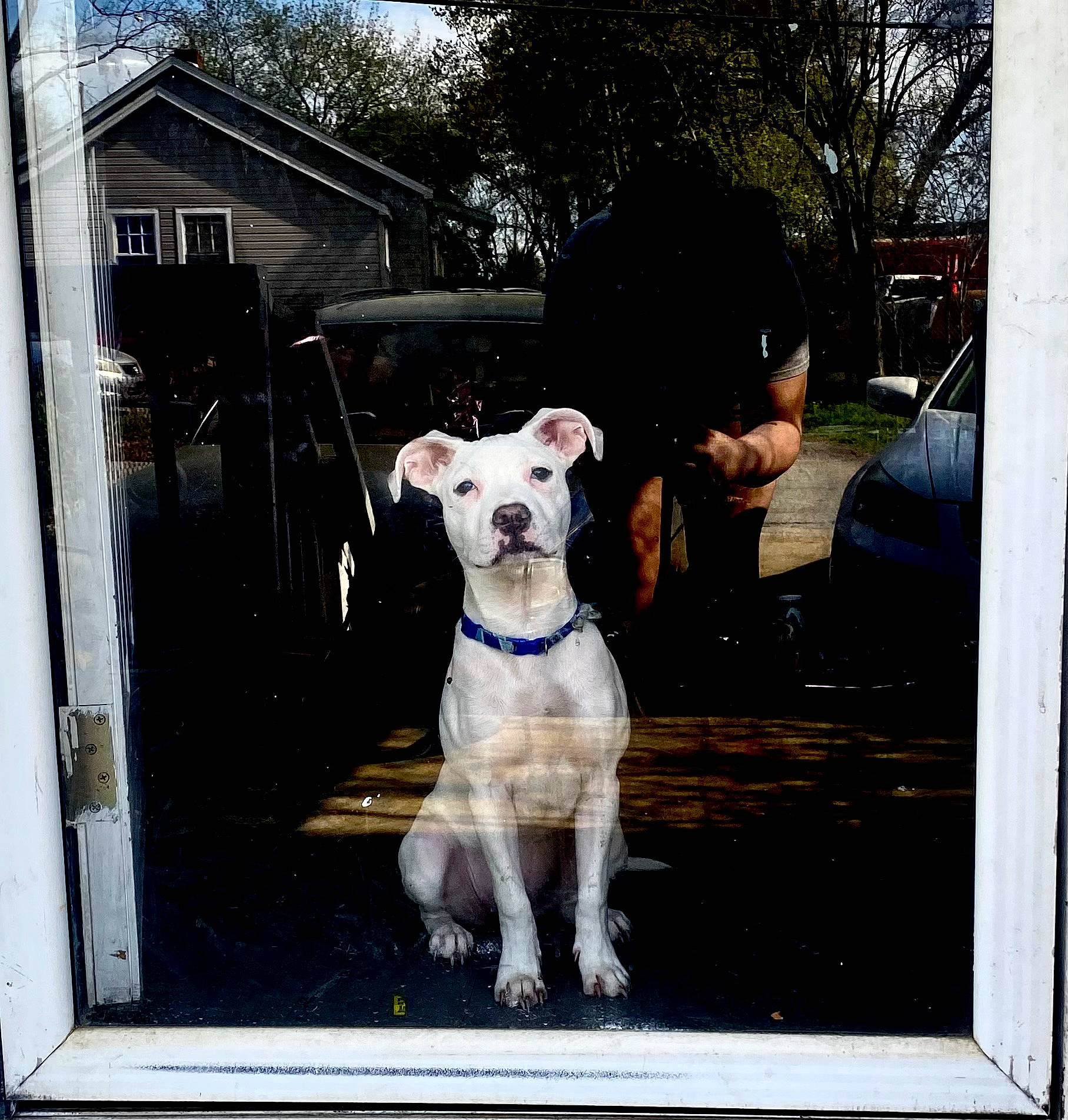 Nyla joined the competition — help win amazing prizes! canidae, carnivore, collar, companion_dog, dog, dog_breed, dog_collar, door, fashion_accessory, fawn, guard_dog, leash, non_sporting_group, rectangle, snout, sporting_group, tree, vehicle_door, working_animal, working_dog