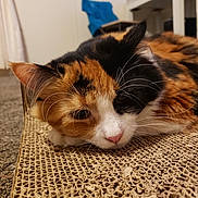 Cali joined the competition — help win amazing prizes! cat, calico, pet, animal, indoor, relaxed, fur, whiskers, cardboard, scratch_pad, close_up, laying_down, domestic, home, carpet, feline, cute, resting, ears, nose