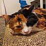 cat, calico, pet, animal, indoor, relaxed, fur, whiskers, cardboard, scratch_pad, close_up, laying_down, domestic, home, carpet, feline, cute, resting, ears, nose