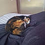 Cali is registered to the contest to win money with this photo: cat, calico, sleeping, bed, blanket, fur, cozy, indoor, resting, animal, pet, curled_up, feline, quiet, relaxation, comfort, domestic, soft, warm, quiet_moment