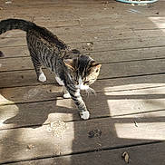 Bubbas joined the competition — help win amazing prizes! animal, backyard, cat, feline, furniture, garden, leaves, outdoor, patio, pet, photography, shadows, standing, striped_fur, sunlight, tabby_cat, walking, whiskers, white_paws, wooden_deck