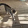 animal, backyard, cat, feline, furniture, garden, leaves, outdoor, patio, pet, photography, shadows, standing, striped_fur, sunlight, tabby_cat, walking, whiskers, white_paws, wooden_deck