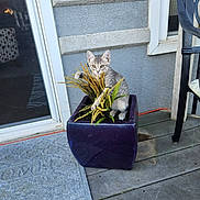 Jill is registered to the contest to win money with this photo: animal, cat, concrete_floor, curious, door, faux_plants, gray_cat, home, kitten, outdoor, patio_furniture, paw, pet, plant, playful, porch, purple_planter, sunlight, welcome_mat, window