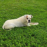 Shetan a rejoint le concours — aidez-le/la à gagner de superbes lots ! dog, white_dog, brown_patch, grass, lawn, fence, car, yard, outdoor, pet, canine, animal, resting, suburban, greenery, daylight, side_view, relaxed, nature, garden