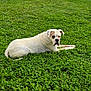 dog, white_dog, brown_patch, grass, lawn, fence, car, yard, outdoor, pet, canine, animal, resting, suburban, greenery, daylight, side_view, relaxed, nature, garden